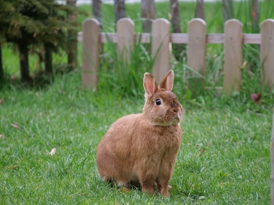 花园里的棕色兔子